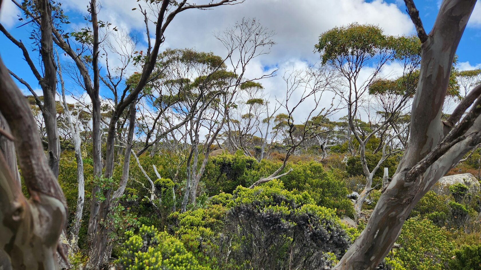 Eucalypt forest with soft light filtering through the trees